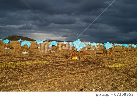 黄葉が進む富良野盆地 黄葉が進む富良野盆地 67309955