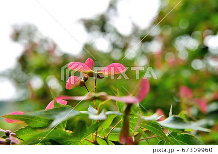 イロハモミジの実 67309960