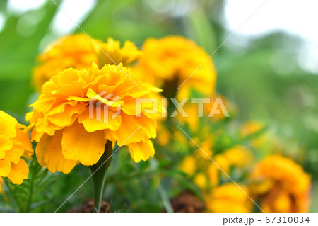 マリーゴールド　ズーム　黄色い花 67310034