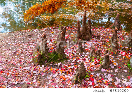 ラクウショウの気根 67310200