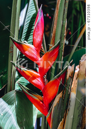 beautiful red flower Heliconia, Ethiopia 67310398