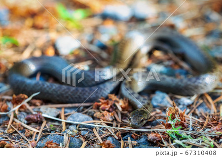 Non venomous Smooth snake, Coronella austriaca Non venomous Smooth snake, Coronella austriaca 67310408
