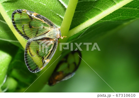 スケバハゴロモ スケバハゴロモ 67310610