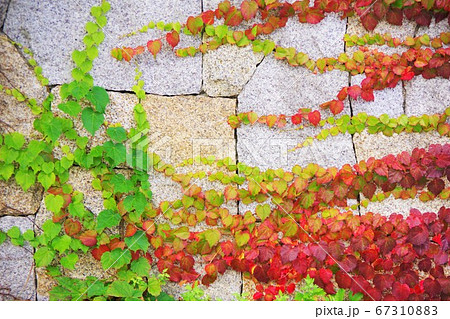 夏蔦 ナツヅタ 夏蔦 ナツヅタ 67310883