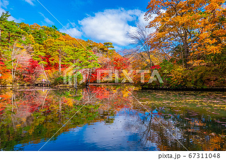神戸森林植物園の紅葉 67311048