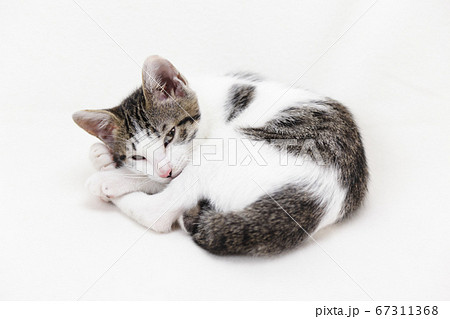 丸くなるサバトラの子猫の写真素材