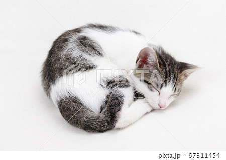 丸くなって眠る子猫の写真素材
