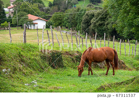 Brown horse in a village. Grazes and wags its tail on a farm pasture surrounded by a fence and trees 67311537