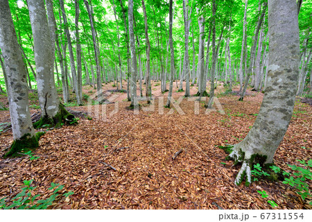 新潟県　十日町市　美人林 67311554