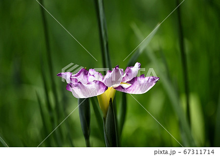 ハナショウブ  67311714