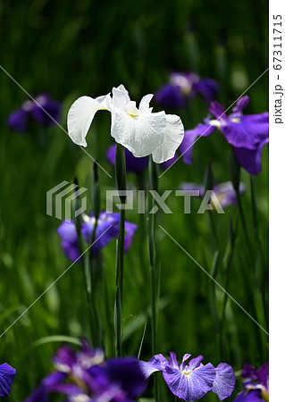 ハナショウブ  67311715