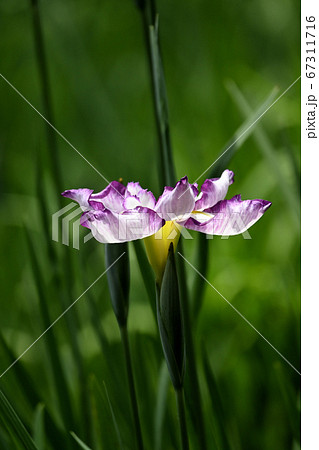 ハナショウブ  67311716