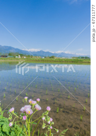 水田の畦に咲くハルジオン【初夏の安曇野】 67311777
