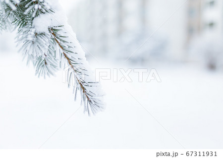 Hoarfrost in spruce tree branches at winter Hoarfrost in spruce tree branches at winter 67311931