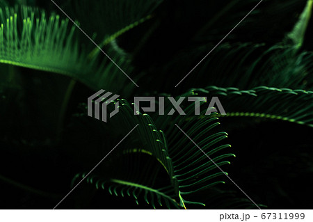 Dark green leaves in the garden. Green leaf 67311999