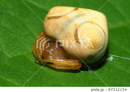 オオトリノフンダマシ(メス) オオトリノフンダマシ(メス) 67312154