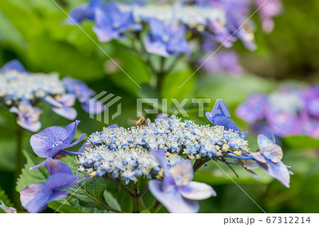 【相模原北公園のガクアジサイとミツバチ】 【相模原北公園のガクアジサイとミツバチ】 67312214