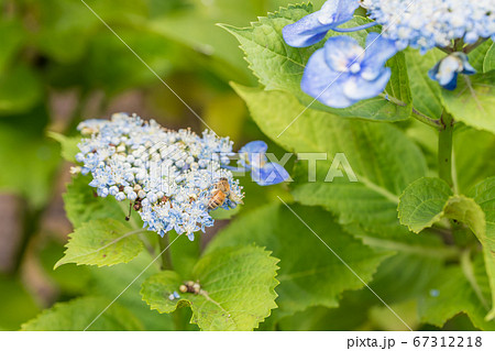 【相模原北公園のガクアジサイとミツバチ】 【相模原北公園のガクアジサイとミツバチ】 67312218