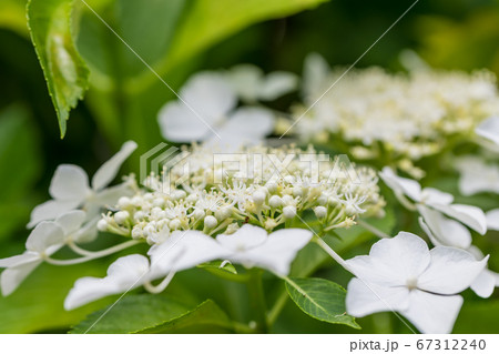 【相模原北公園のガクアジサイ】 【相模原北公園のガクアジサイ】 67312240
