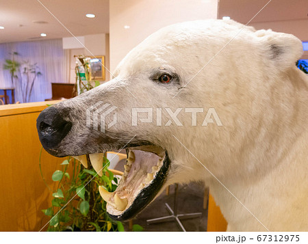 はく製　シロクマ　白熊　しろくま　剥製 シロクマ白熊剥製 はく製 シロクマ 白熊 しろくま 剥製