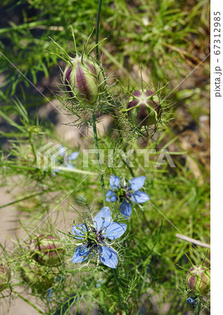 ユニークで不思議な形のスパイス ニゲラ の花と果実の写真素材