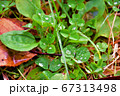 水滴る三つ葉 67313498