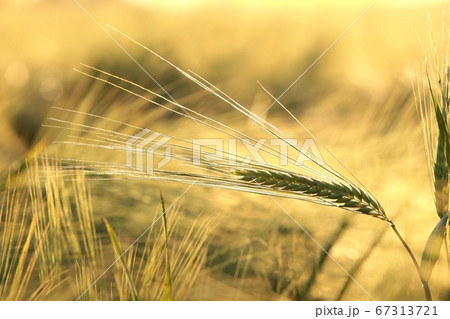 Ear of wheat in the field at dusk 67313721