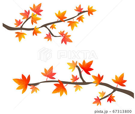 紅葉のイラスト 楓 木のイラスト素材