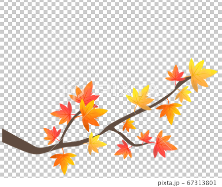 紅葉のイラスト 楓 木のイラスト素材 紅葉のイラスト 楓 木のイラスト素材