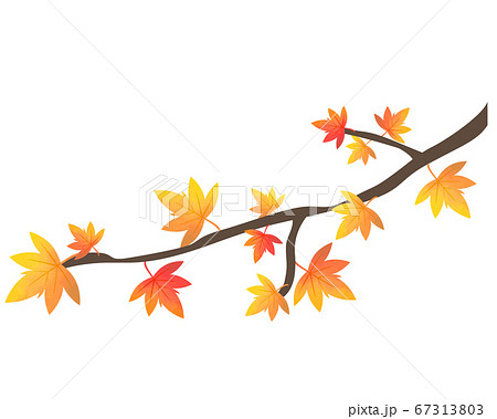 紅葉のイラスト 楓 木のイラスト素材