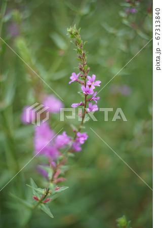 ムラサキサルビえの花 67313840