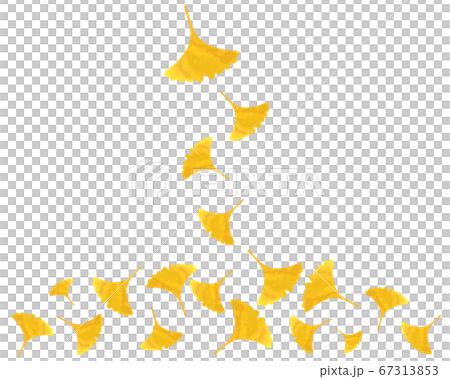 舞い落ちる銀杏の葉のイラスト 67313853