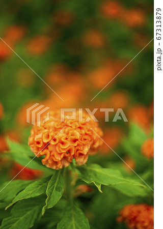 ケイトウの花 67313879