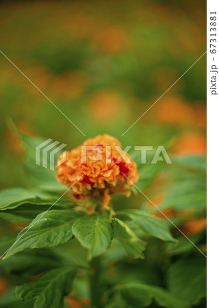 ケイトウの花 ケイトウの花 67313881