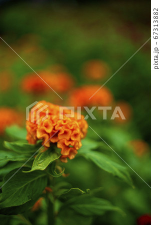 ケイトウの花 67313882
