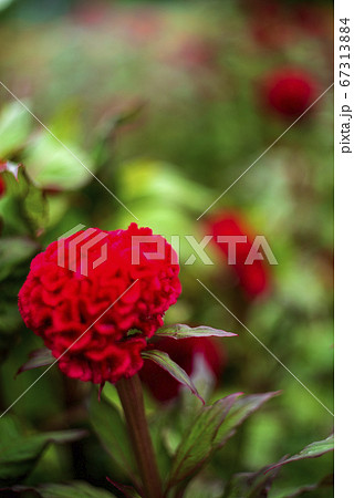 ケイトウの花 ケイトウの花 67313884