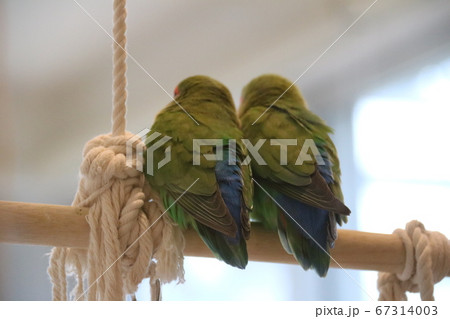 止まり木の上で寄り添う2羽のインコの後姿 止まり木の上で寄り添う2羽のインコの後姿 67314003