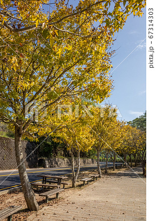 yellow leaves under blue sky 67314303