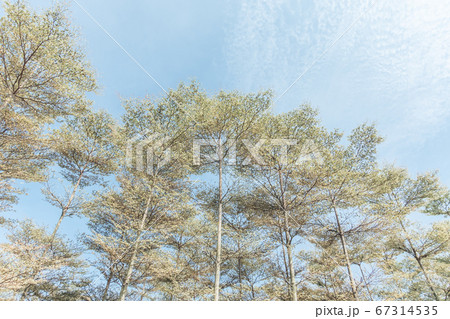 Madagascar Almond forest trees Madagascar Almond forest trees 67314535