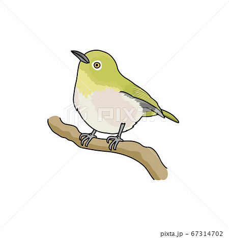 メジロのイラスト素材