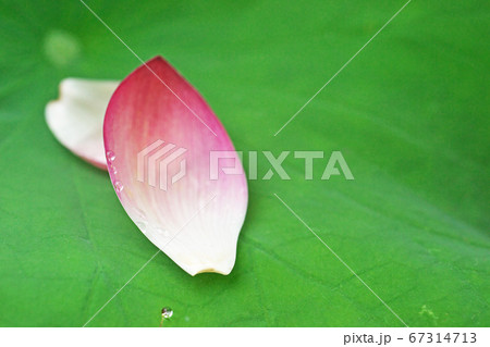 赤いハスの花 花びら 赤いハスの花 花びら 67314713