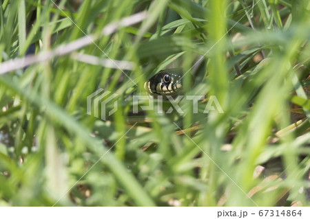 Grass snake hidden in the grass Grass snake hidden in the grass 67314864