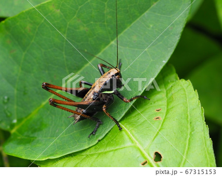 コバネヒメギス コバネヒメギス 67315153