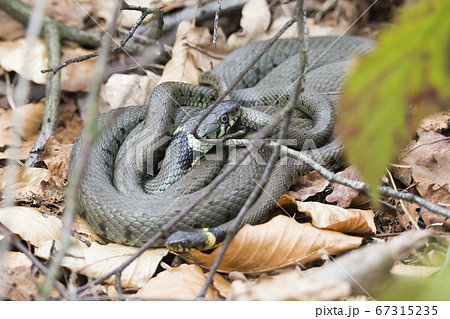 Mating grass snakes 67315235