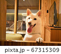 柴犬 白色 えさ待ち 67315309