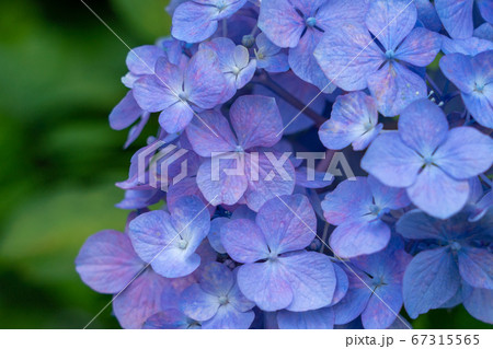 三重県　津市　あじさい　かざはやの里 67315565