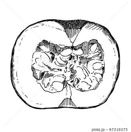 かぼちゃのペン画線画1のイラスト素材