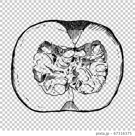Pumpkin pen drawing line drawing 1 67316375