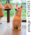 柴犬 新緑 背景  67316623