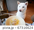 柴犬 白色 ご馳走 67316624